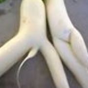 Yujrok69